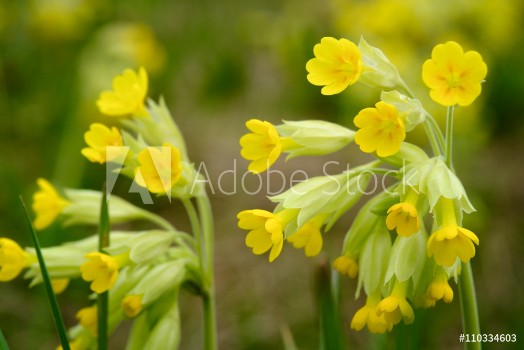 Picture of Field of yellow Cowslip flowers or Primula veris Shallow depth of field
